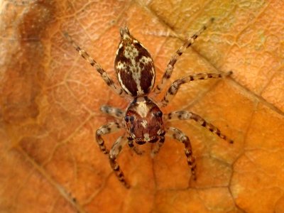 Compsodecta 05