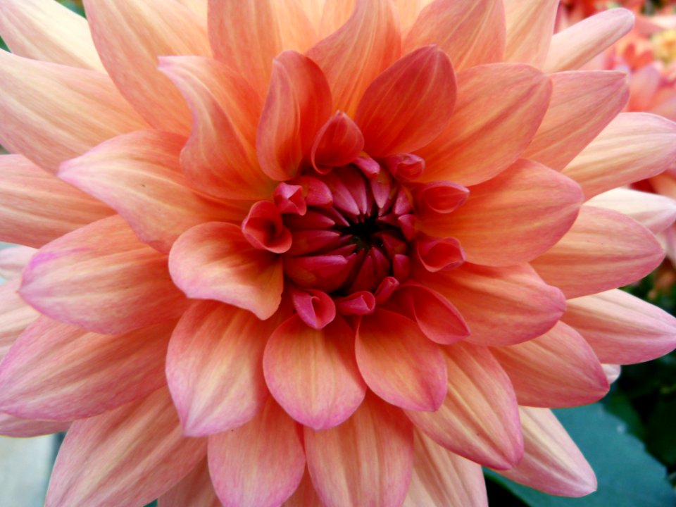 Concours International du Dahlia 2012 Parc Floral Paris 9