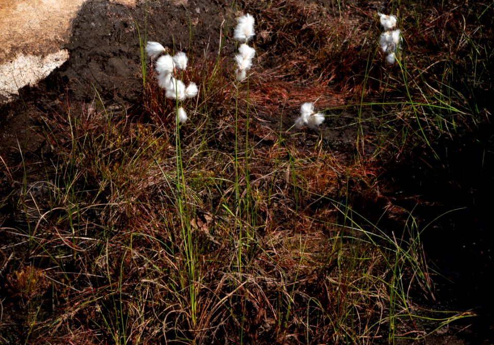 Common cottongrass growing in a cliff crevice