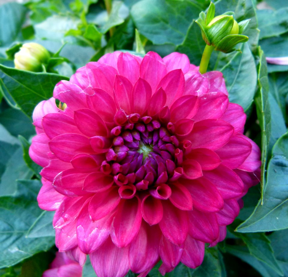 Concours International du Dahlia 2012 Parc Floral Paris 3