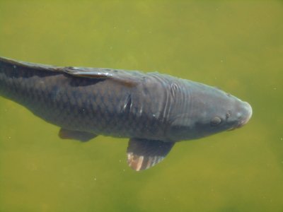 Common carp in a pond