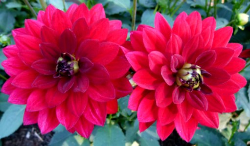 Concours international du Dahlia 2012 au Parc Floral de Paris 46