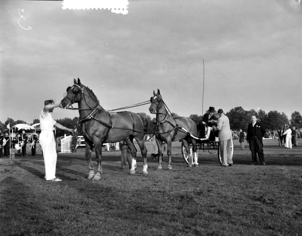 Concours tweespannen tuigpaarden Groningen S. Offringa Kampoen Nederland, Bestanddeelnr 907-9665