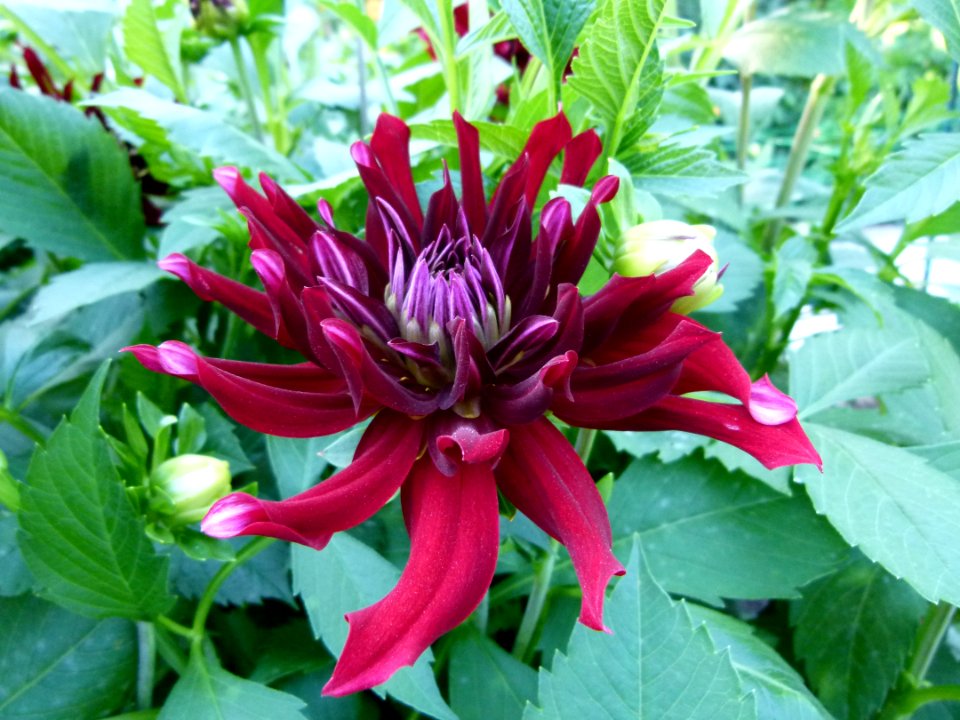 Concours international du Dahlia 2012 au Parc Floral de Paris 79