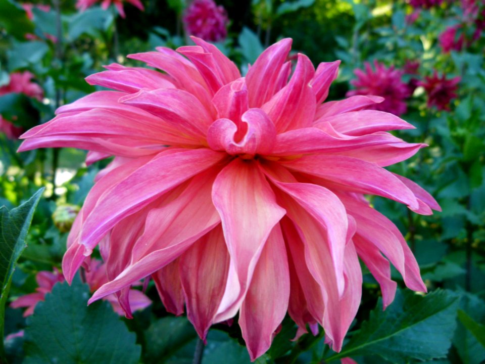 Concours international du Dahlia 2012 au Parc Floral de Paris 74
