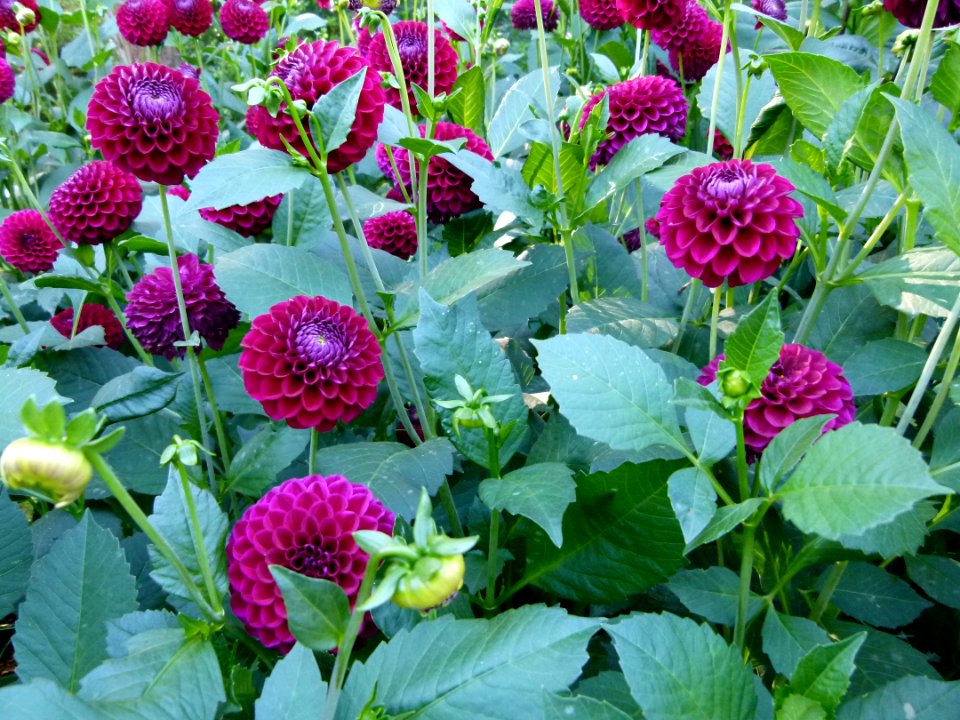Concours international du Dahlia 2012 au Parc Floral de Paris 70