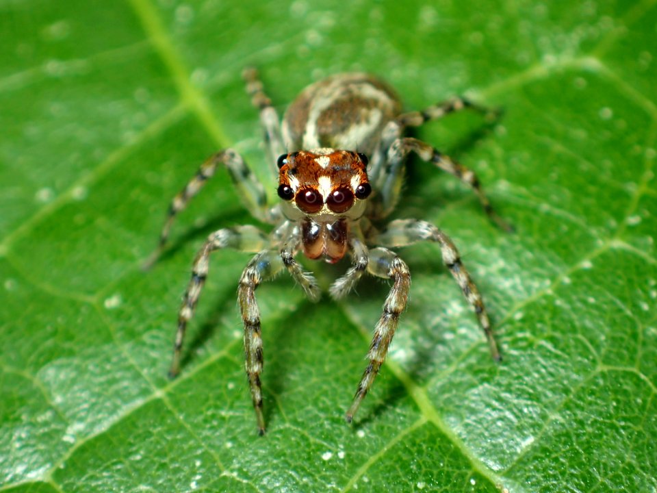 Compsodecta 01