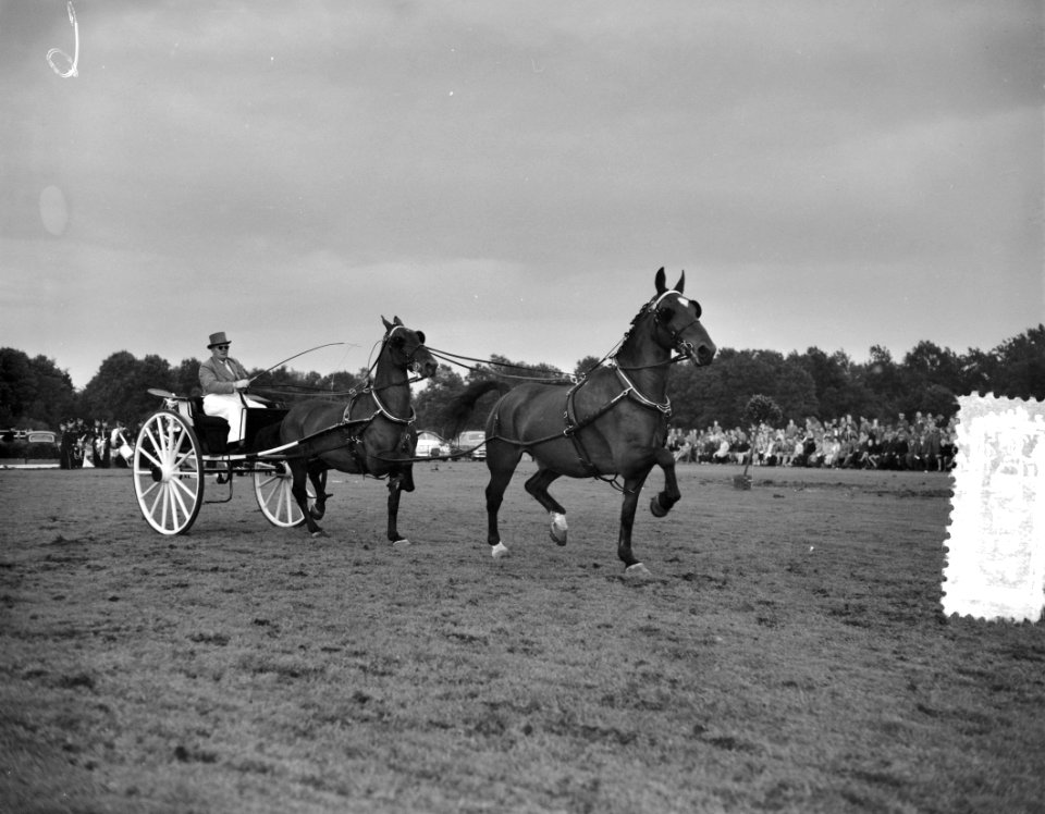 Concours tweespannen tuigpaarden Groningen A J A Platvoet Enschede, Bestanddeelnr 907-9670