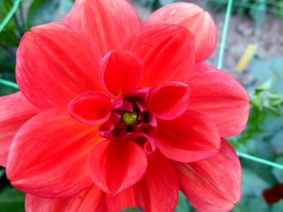 Concours International du Dahlia 2012 Parc Floral Paris 17