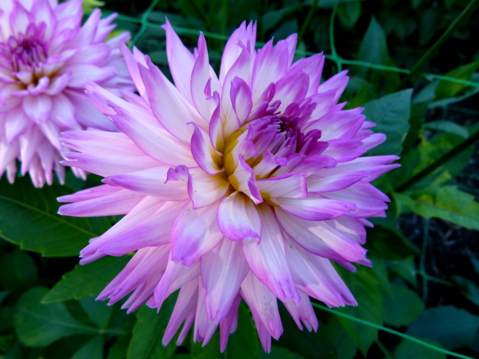 Concours international du Dahlia 2012 au Parc Floral de Paris 9