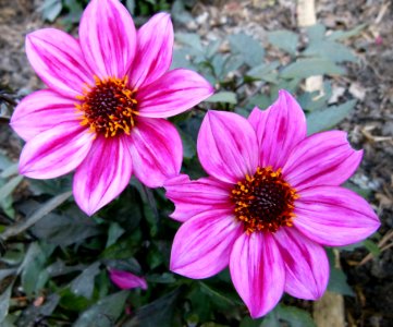 Concours international du Dahlia 2012 au Parc Floral de Paris 69