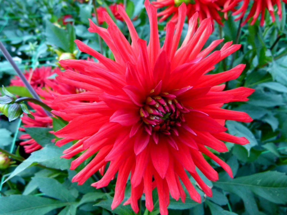 Concours international du Dahlia 2012 au Parc Floral de Paris 61