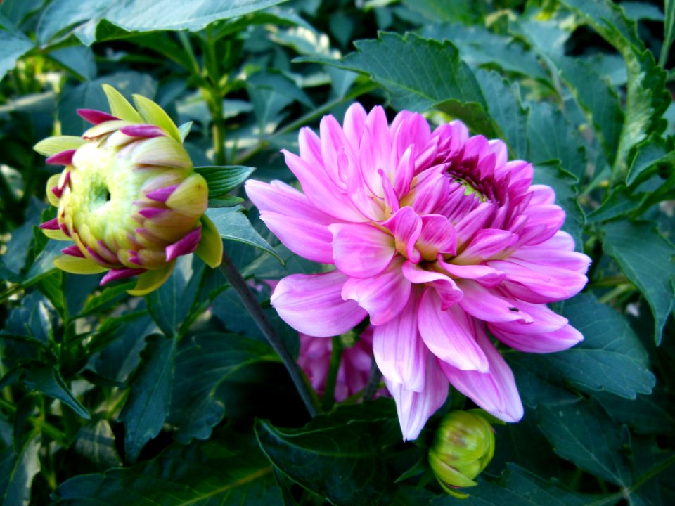 Concours International du Dahlia 2012 Parc Floral Paris 6