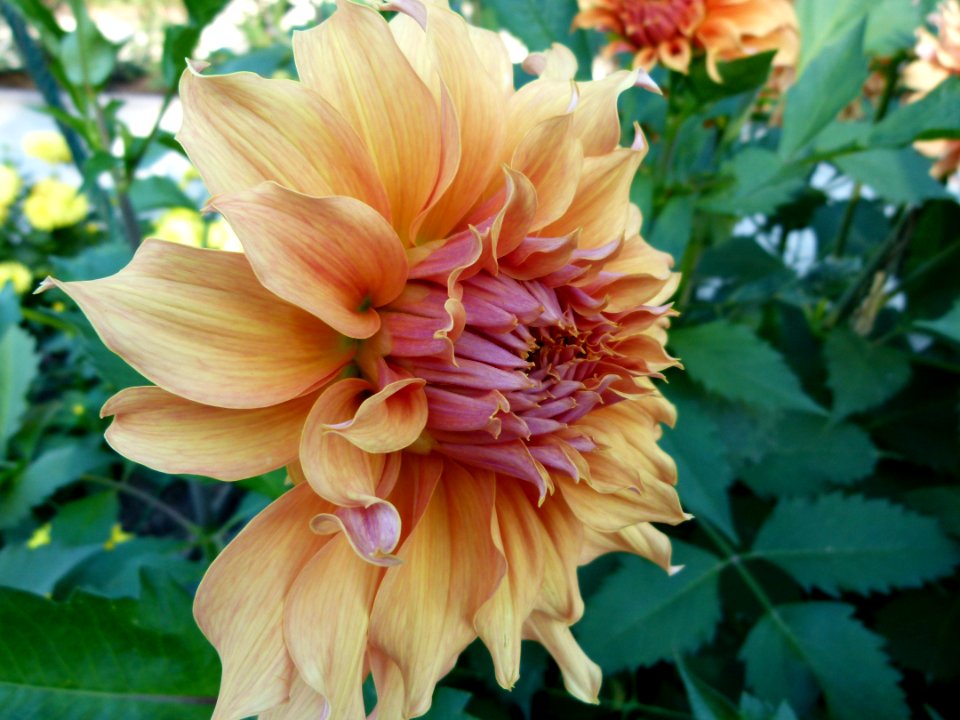 Concours international du Dahlia 2012 au Parc Floral de Paris 67