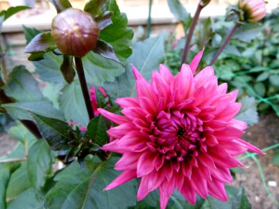 Concours International du Dahlia 2012 Parc Floral Paris 13