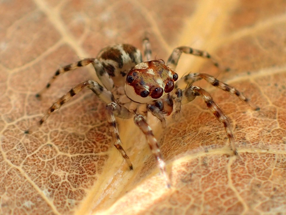 Compsodecta 04