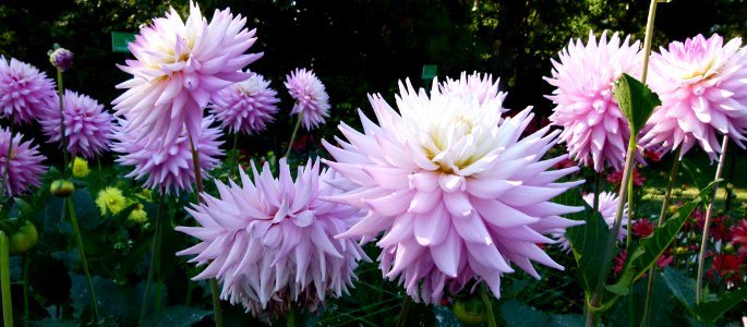 Concours international du Dahlia 2012 au Parc Floral de Paris 77