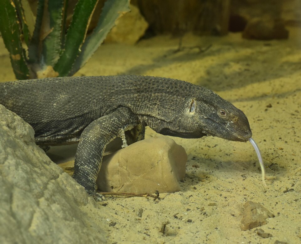 Lizard reptile urtier