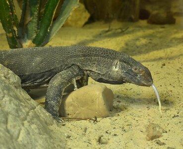 Lizard reptile urtier