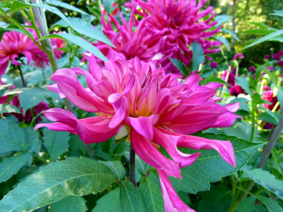 Concours international du Dahlia 2012 au Parc Floral de Paris 72