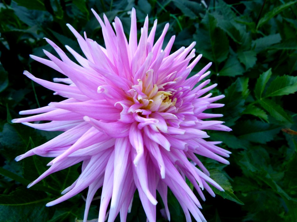 Concours international du Dahlia 2012 au Parc Floral de Paris 66