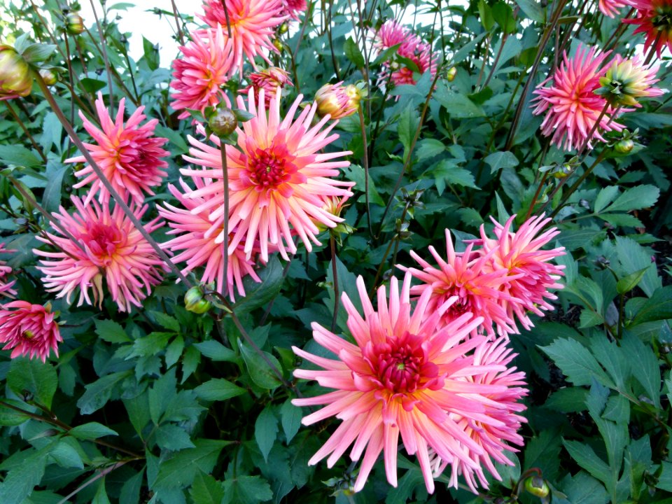 Concours international du Dahlia 2012 au Parc Floral de Paris 41