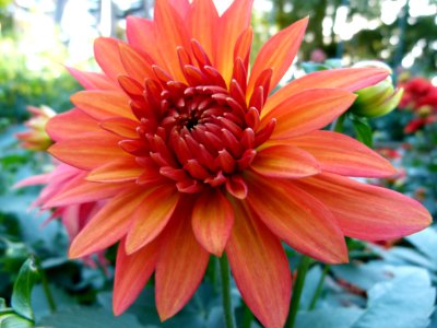 Concours International du Dahlia 2012 Parc Floral Paris 1