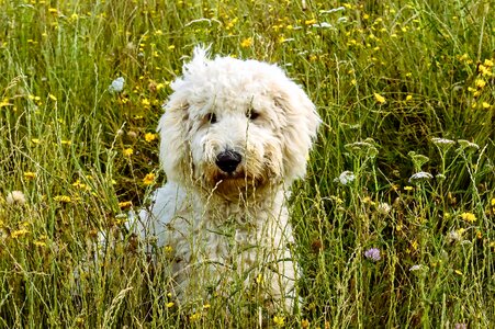Meadow fur snout