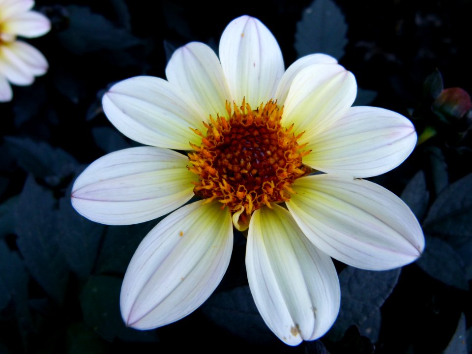 Concours international du Dahlia 2012 au Parc Floral de Paris 63
