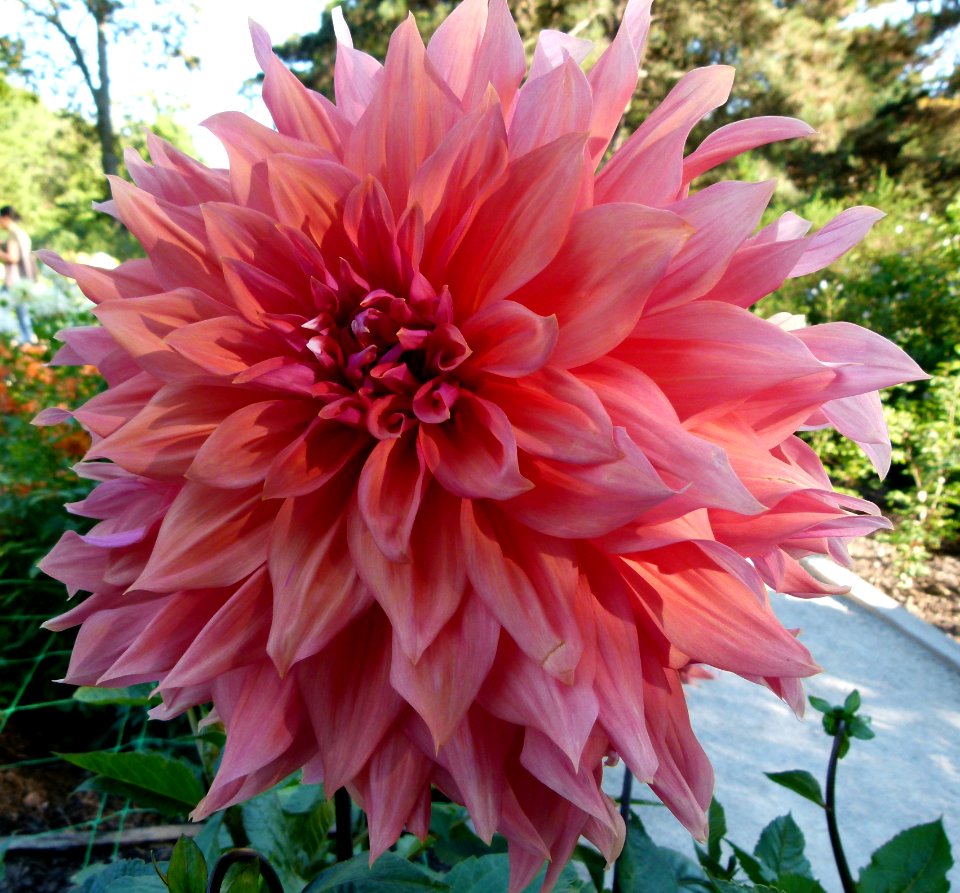 Concours international du Dahlia 2012 au Parc Floral de Paris 5