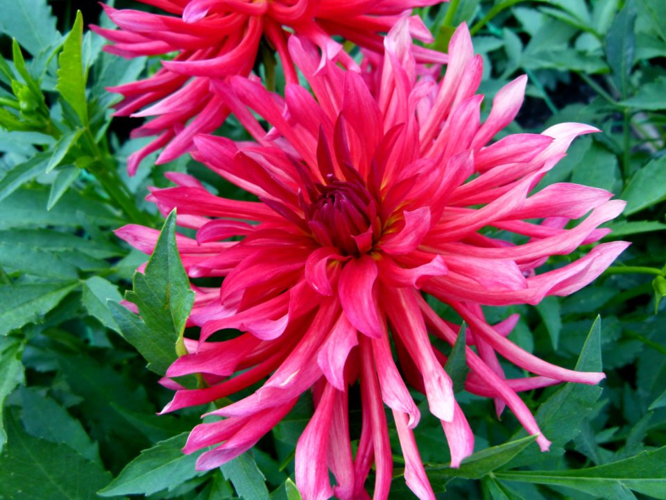 Concours international du Dahlia 2012 au Parc Floral de Paris 45