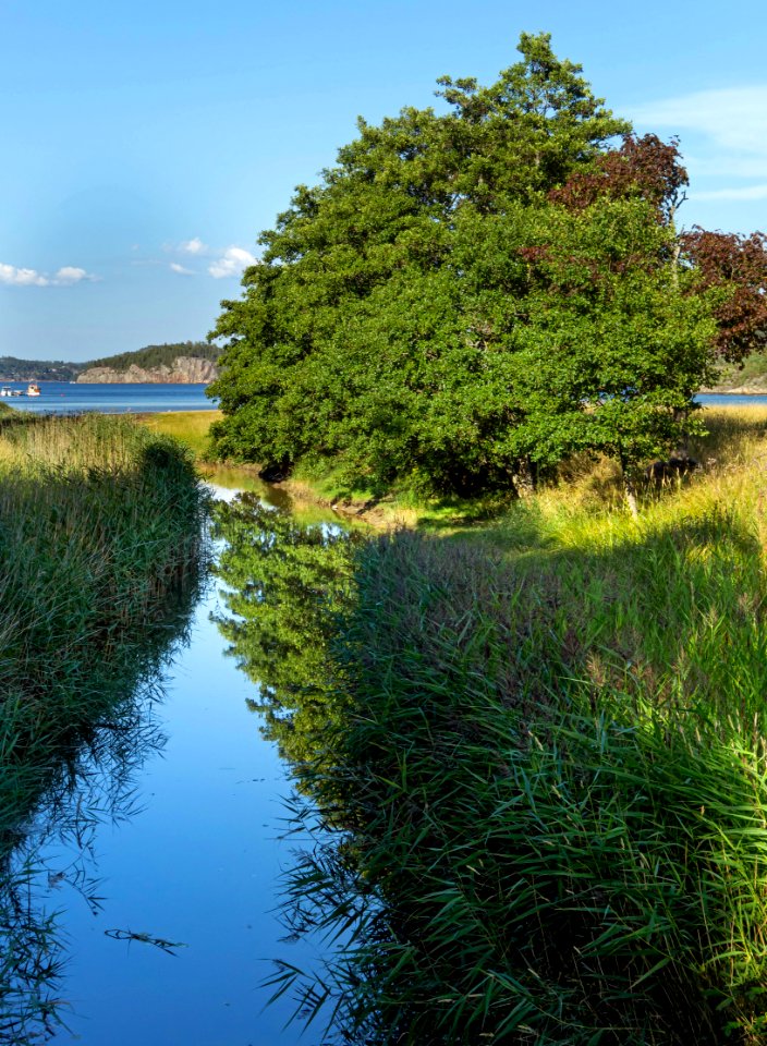 Common alders by a stream in Holma