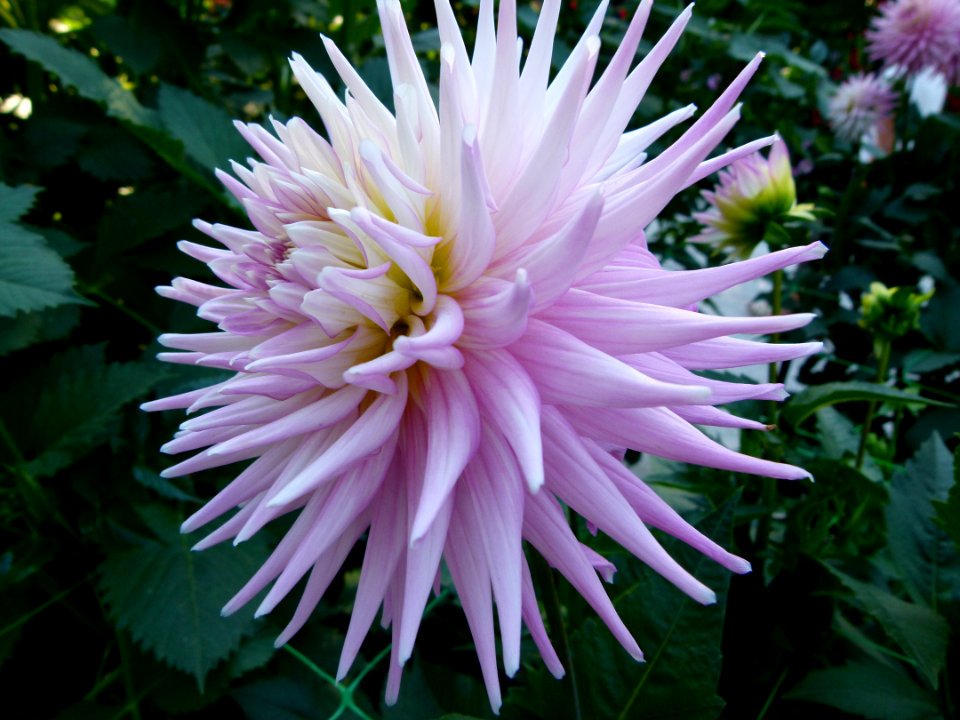 Concours international du Dahlia 2012 au Parc Floral de Paris 68