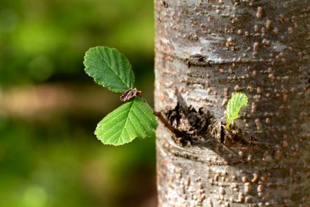 Common alder trunk with leaves