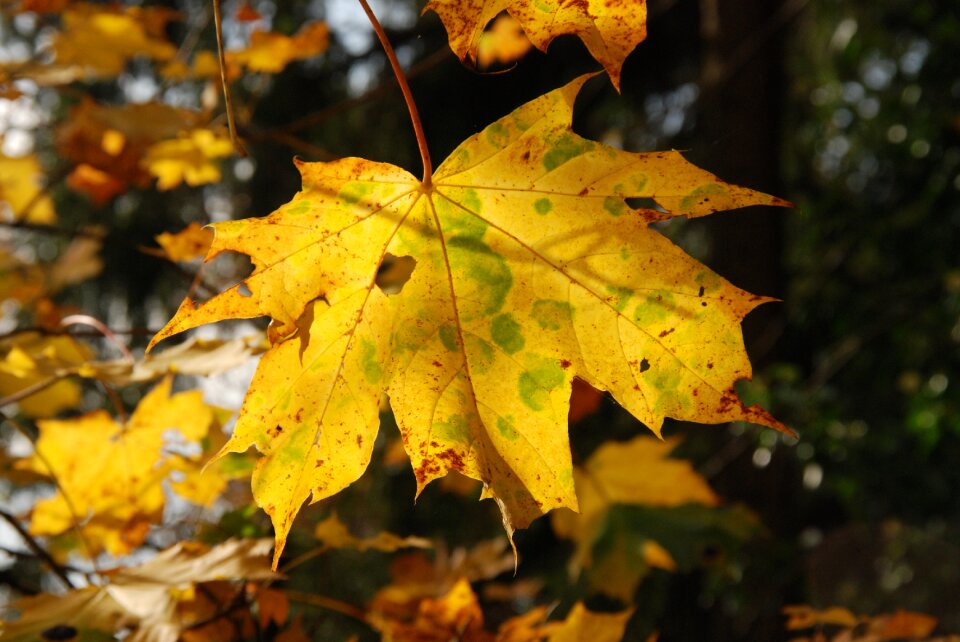 Sunlight yellow brown