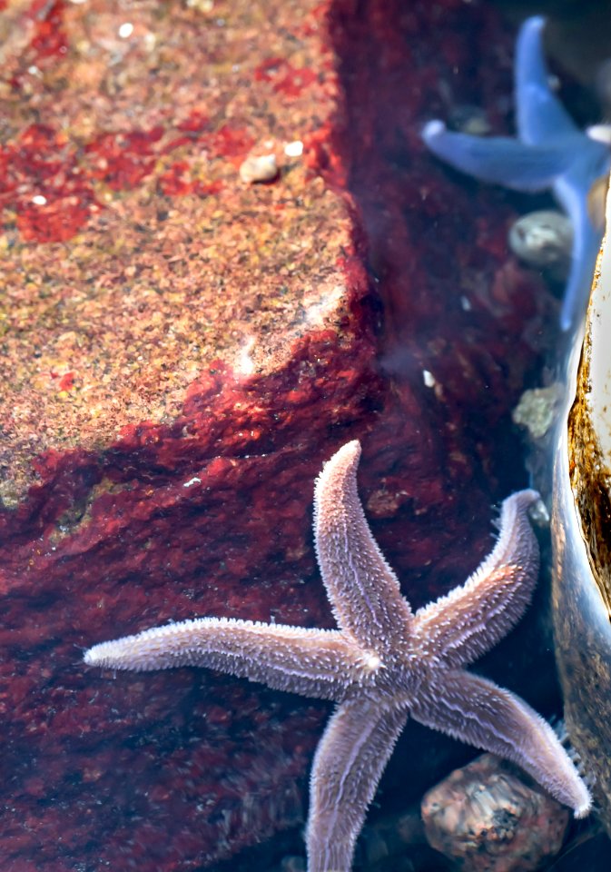 Common starfish in Brofjorden 3