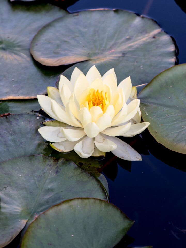 Water lilies water lily flowers