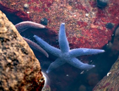 Common starfish in Brofjorden 1