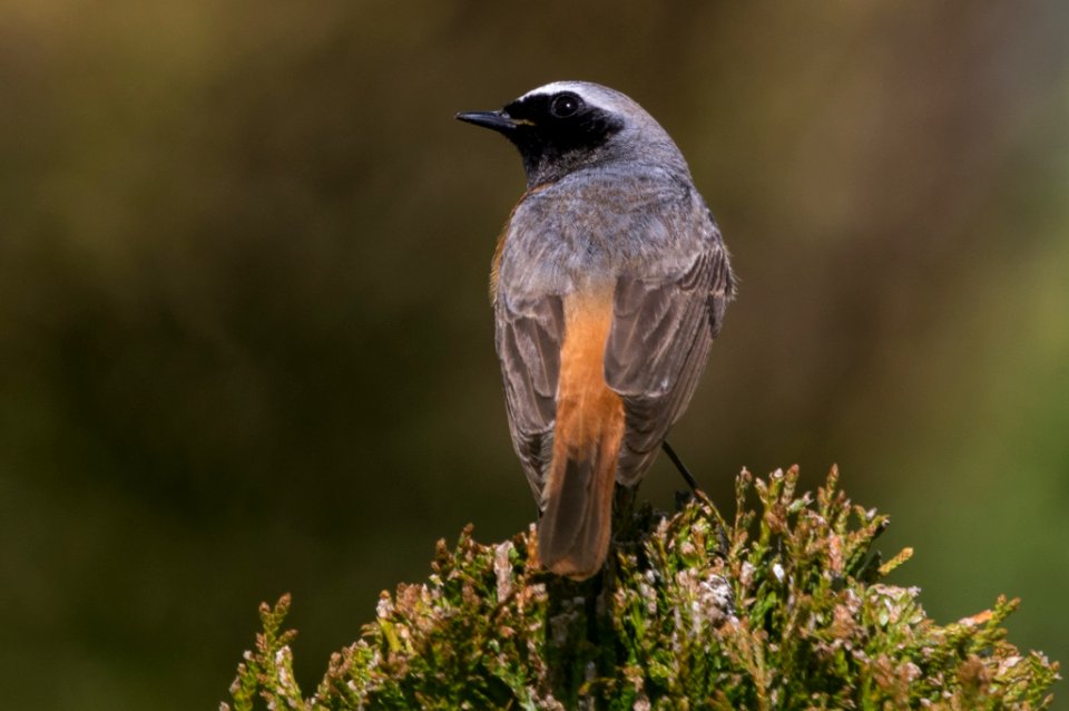 Common Redstart (Phoenicurus phoenicurus)