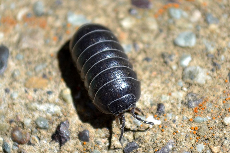 Common Pill-bug (Armadillidium vulgare)