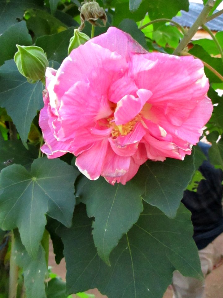 Common hollyhock (Alcea rosea) Buton Island