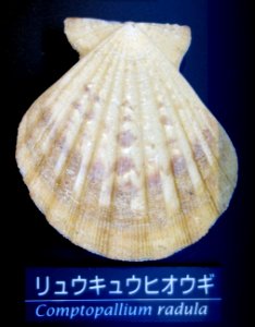 Comptopallium radula - National Museum of Nature and Science, Tokyo - DSC06775-001