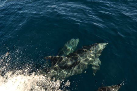 Common Bottlenose Dolphin (Tursiops truncatus) Catalina swimming in front of boat