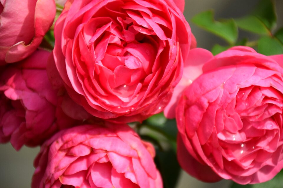 Flower pink flower rose