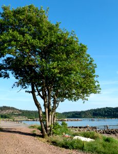 Common alder in Norrkila 2