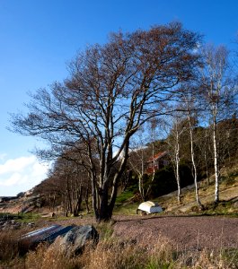 Common alder by the shore in Norrkila