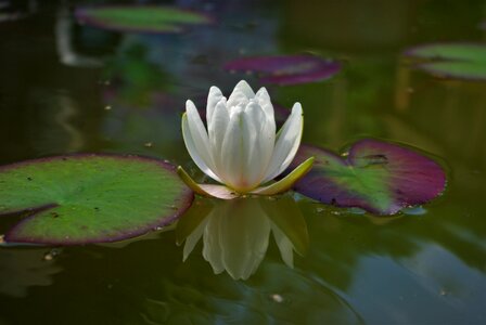 Pond lotus aquatic plant photo