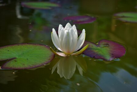 Pond lotus aquatic plant