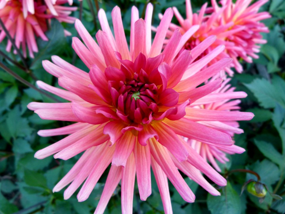 Concours international du Dahlia 2012 au Parc Floral de Paris 42