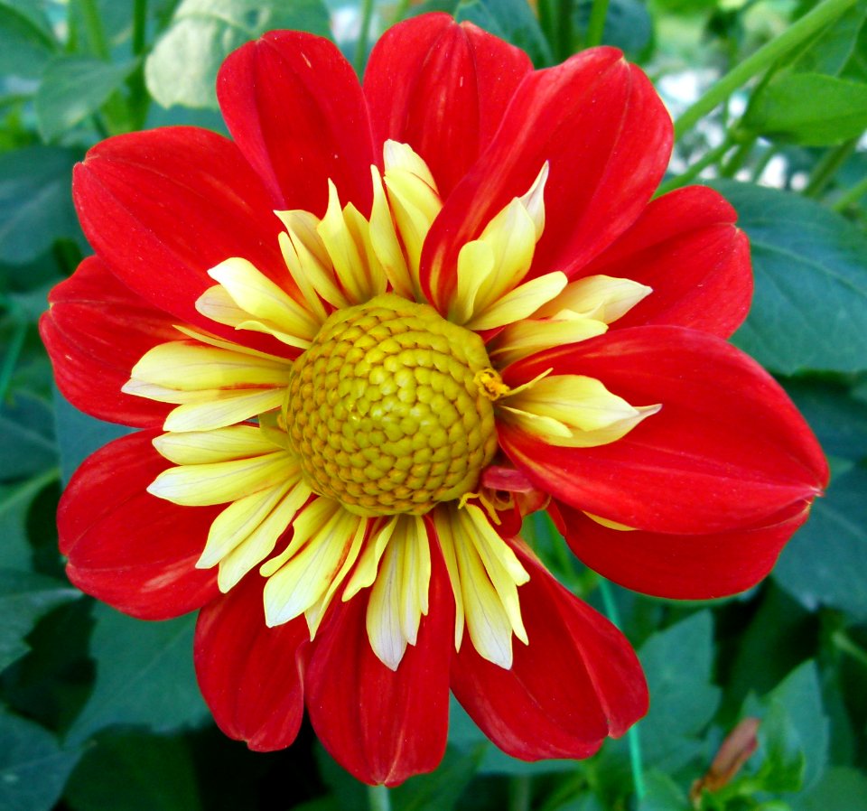 Concours international du Dahlia 2012 au Parc Floral de Paris 3